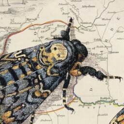 Death's Head Moth Art Print Vintage Map Wall - Digital Download - thumbnail 3
