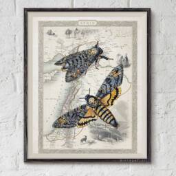 Death's Head Moth Art Print Vintage Map Wall - Digital Download - thumbnail 1
