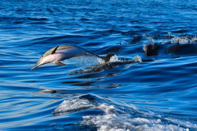Dolphin Art Print, Dolphins Art, Ocean Print Beach Wall Decor, Poster - image 1
