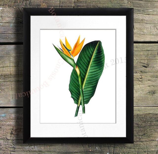 Bird-Of-Paradise Art Print, Botanical Illustration, Tropical Decor - image 1