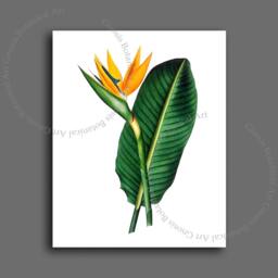 Bird-Of-Paradise Art Print, Botanical Illustration, Tropical Decor - thumbnail 2