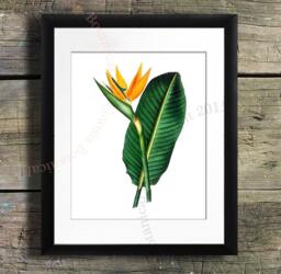 Bird-Of-Paradise Art Print, Botanical Illustration, Tropical Decor - thumbnail 1