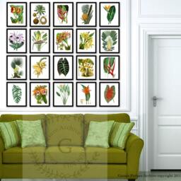 Bird-Of-Paradise Art Print, Botanical Illustration, Tropical Decor - thumbnail 3