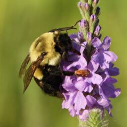 Bee Loving His Flower Framed Print - thumbnail 4