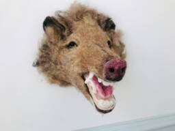Needle Felted Javelina Wall Mount - Faux Taxidermy Peccary Ooak Wildlife Decor