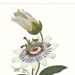 Passion Flower Art Print Botanical Wall - thumbnail 2
