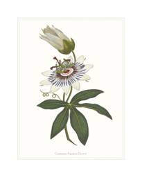 Passion Flower Art Print Botanical Wall - thumbnail 1