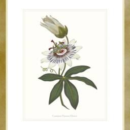 Passion Flower Art Print Botanical Wall - thumbnail 4