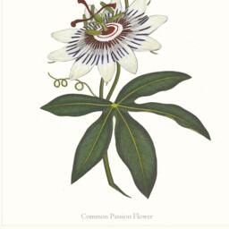 Passion Flower Art Print Botanical Wall - thumbnail 3
