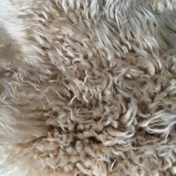 Deep Oyster Australian Sheepskin Rug, Taupe Curly Throw - 70 X 200 - thumbnail 2