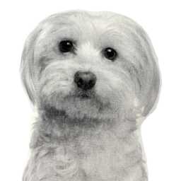 Silkscreened Maltese Dog Pillow, Contour Shaped Throw Pillow - thumbnail 3