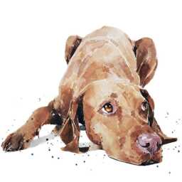 Vizsla Print 17x12cm - White Rustic Frame - Hungarian Pointer Wall Art, Gift For Owners - thumbnail 4