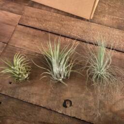Diy Terrarium Air Plant Kit, Amethyst Crystal Stone in Glass Terrarium. Precious Stone, Indoor Gift. Birth Stone. Hanging - thumbnail 4