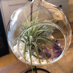 Diy Terrarium Air Plant Kit, Amethyst Crystal Stone in Glass Terrarium. Precious Stone, Indoor Gift. Birth Stone. Hanging - thumbnail 3