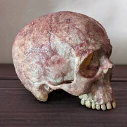 Human Skull - Warning With Gauged Eyes Fleshy Blood & Gruesome, Resin, Halloween Haunted House Horror Prop, 4.4 Inches Wide, Gothic Decor - thumbnail 3