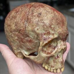 Human Skull - Warning With Gauged Eyes Fleshy Blood & Gruesome, Resin, Halloween Haunted House Horror Prop, 4.4 Inches Wide, Gothic Decor - thumbnail 4