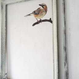 Jay Bird Wall Sticker Home Decor Hand Painted - thumbnail 2