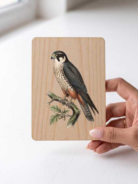 Hobby Falcon Art Print - Vintage Illustration Bird Of Prey Pine Wooden Postcard Wall - image 1