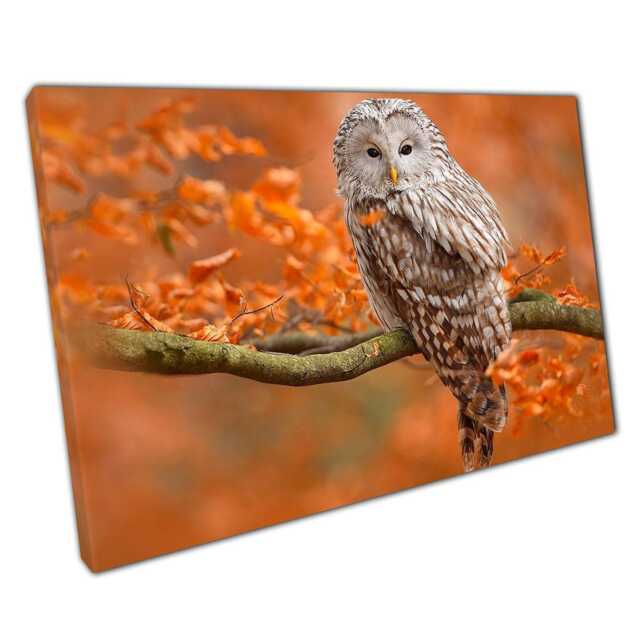 Autumn Orange Oak Tree Owl Canvas Wall Art Print - Woodland Animal Home Office Decor - image 1