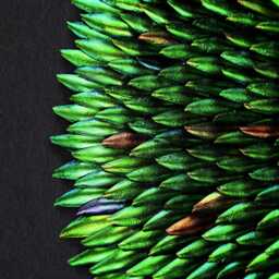 xl Framed Jewel Beetle Wing Elytra Mosaic Art - Luxury Insect Wall Decor, Iridescent Natural Specimen Artwork, 75x75cm Statement Piece - thumbnail 3