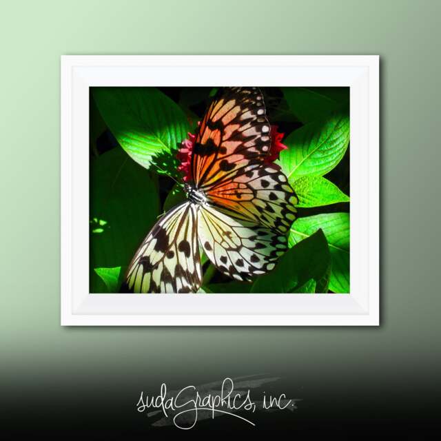 Printable Wall Art Butterfly Print #b01, Decor, Photo Closeup, Art - image 1