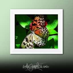 Printable Wall Art Butterfly Print #b01, Decor, Photo Closeup, Art - thumbnail 1