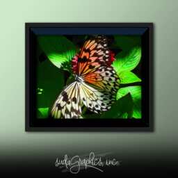 Printable Wall Art Butterfly Print #b01, Decor, Photo Closeup, Art - thumbnail 2