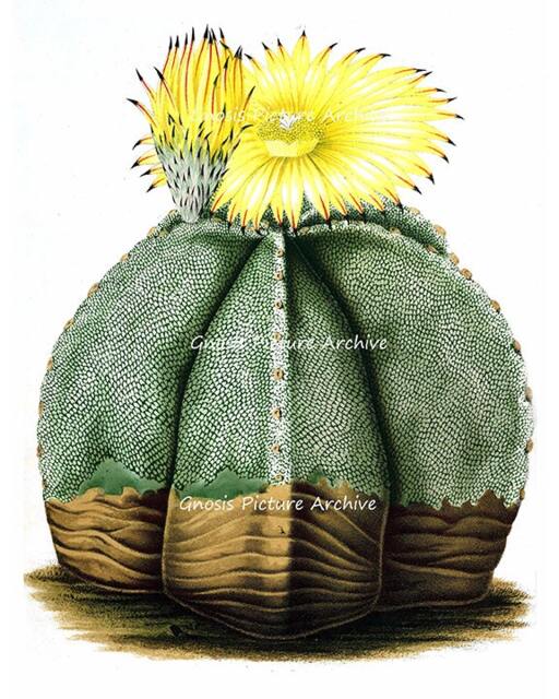 Antique Botanical Art Print Yellow Flowering Cactus No.7 Southwestern Summer Desert Wedding Gift Wall Decor Hanging 8x10 - image 1