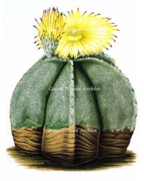 Antique Botanical Art Print Yellow Flowering Cactus No.7 Southwestern Summer Desert Wedding Gift Wall Decor Hanging 8x10 - thumbnail 1