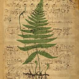 Music Sheets, Fern Art, Print, Vintage Sheet, Flower, Musical Notes, Old Art Print - thumbnail 2