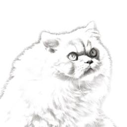 Himalayan Cat - Wooden Stand For Candles/Pens With The Image Of A New Collection - thumbnail 2