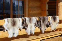 Giant Reindeer Rug Decorative Hide Of Scandinavian Reindeer, Caribou Hide, Size Xxl, Schaffell, Hygge - thumbnail 1