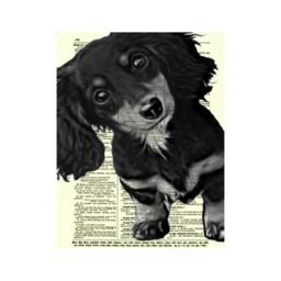 Long Haired Dachshund Puppy Art Printed On An 1897 Dictionary Page, Dachsund Gift As Upcycled Art, Doggie Decor, Dog Print, Wall Decor - thumbnail 3