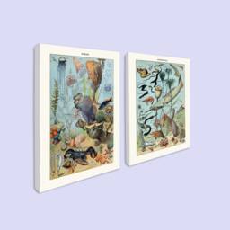 Sea Creature Canvas Prints, Vintage Marine Biology Art, Set Of 2 - thumbnail 1