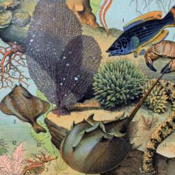 Sea Creature Canvas Prints, Vintage Marine Biology Art, Set Of 2 - thumbnail 3