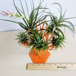 Air Plant Tree - Sculptural Holder, Galentine's Day Gift, Indoor Garden, Stand, Miniature Tree, Tillandsia - thumbnail 3