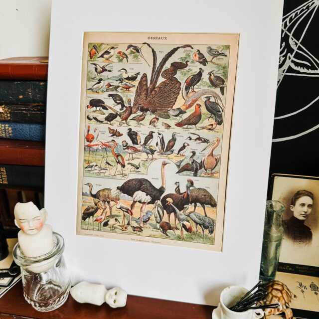 Exotic Birds Natural History Print, Gothic Home Decor, Taxidermy Art, Oddities & Curiosities, Antique Vintage Frame
