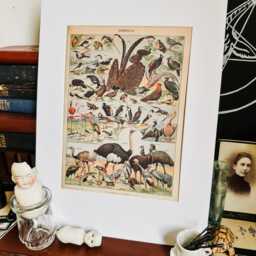 Exotic Birds Natural History Print, Gothic Home Decor, Taxidermy Art, Oddities & Curiosities, Antique Vintage Frame - thumbnail 1