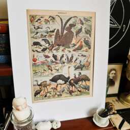 Exotic Birds Natural History Print, Gothic Home Decor, Taxidermy Art, Oddities & Curiosities, Antique Vintage Frame - thumbnail 3