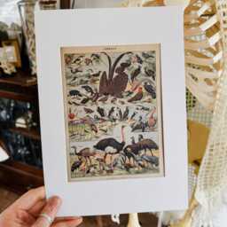 Exotic Birds Natural History Print, Gothic Home Decor, Taxidermy Art, Oddities & Curiosities, Antique Vintage Frame - thumbnail 2