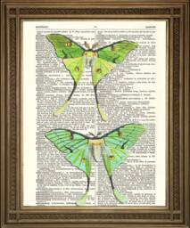 Luna Moths Print Green Butterfly Art, Printed On Vintage Dictionary Page - thumbnail 1