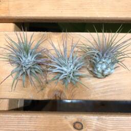 Diy Terrarium Air Plant Kit, Terrarium Stand. Glass Terrarium, Hanging Pot. Plant Stand, Miniature Garden - thumbnail 3