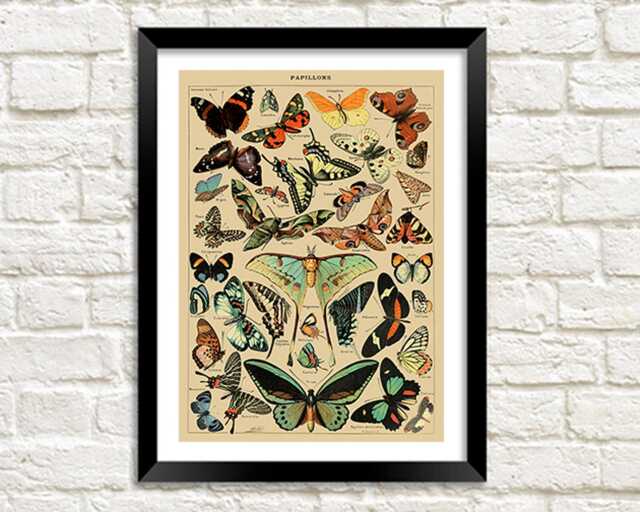Papillons Print Vintage Millot Butterfly Poster Art Illustration - image 1