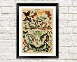 Papillons Print Vintage Millot Butterfly Poster Art Illustration - thumbnail 1