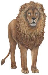 Lion Wall Decal - thumbnail 2