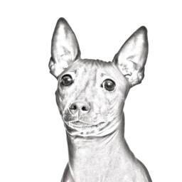 American Hairless Terrier - Wooden Stand For Candles/Pens With The Image Of A Dog New Collection - thumbnail 2