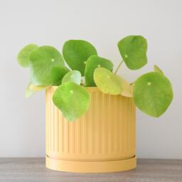 Jetsetter Planter With Drainage & Saucer in Yellow, Unique 3D Printed Plant Pot Small & Large Sizes, 4 5 6 7 8 Inch - thumbnail 2