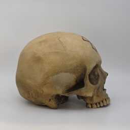 Berserk . Realistic Plaster Of Paris Life Size Human Skull Replica - thumbnail 4