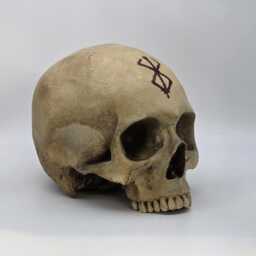 Berserk . Realistic Plaster Of Paris Life Size Human Skull Replica - thumbnail 3