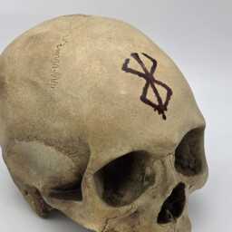 Berserk . Realistic Plaster Of Paris Life Size Human Skull Replica - thumbnail 2